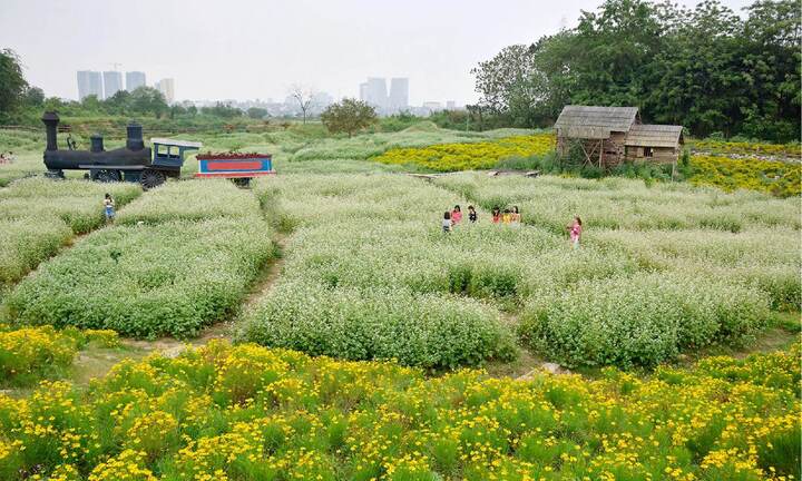 Cánh đồng hoa tam giác mạch trái mùa rực rỡ giữa Thủ đô