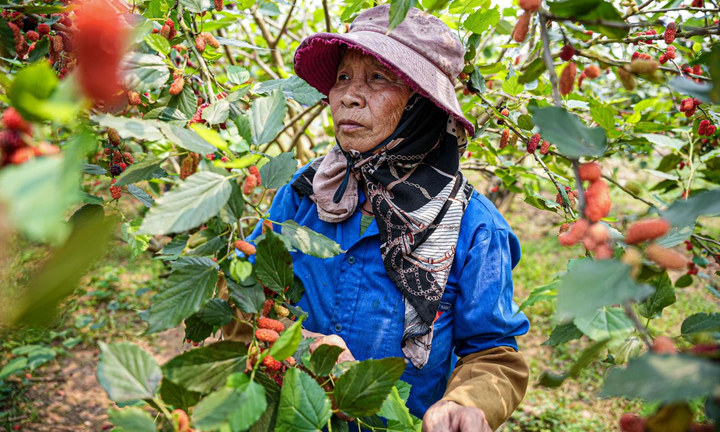 Dâu tằm chín đỏ, nông dân ngoại thành Hà Nội thu tiền triệu mỗi ngày