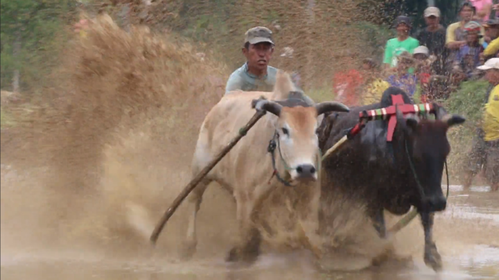 Cuộc đua của những chú bò ở Indonesia