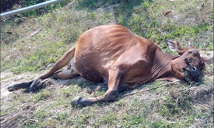 Voi rừng tấn công người dân, quật chết bò và phá nát nhiều hoa màu