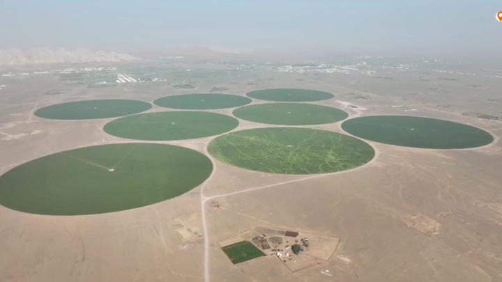 Trang trại lúa mì hình tròn khổng lồ trên sa mạc UAE