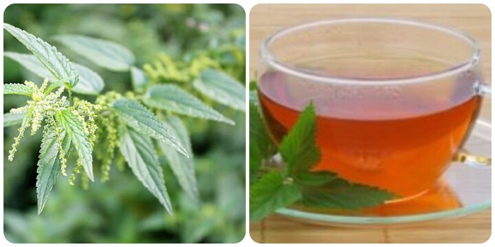 Cây tầm ma có tác dụng gì?