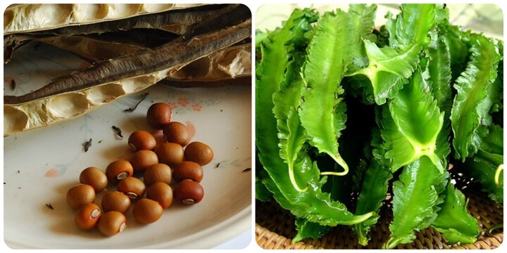 Hạt đậu rồng có tác dụng gì?