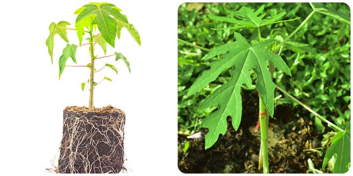 Rễ cây đu đủ có tác dụng gì?