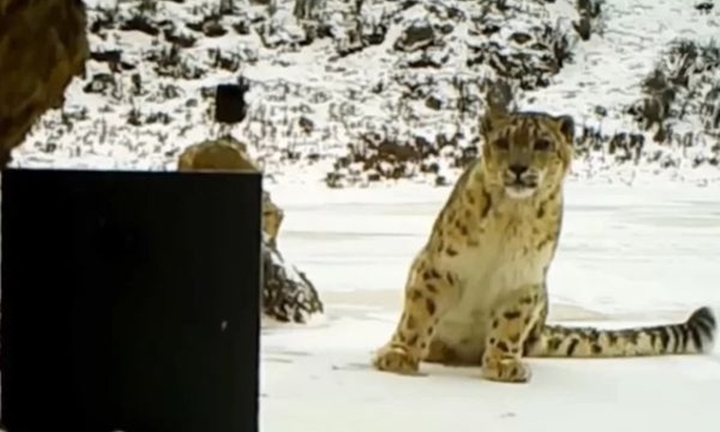 Soi gương thấy mình quá đẹp trai, báo tuyết ngắm mãi không rời 