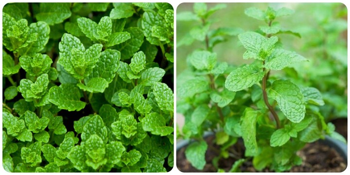 8 lợi ích tuyệt vời của rau húng lủi với sức khỏe