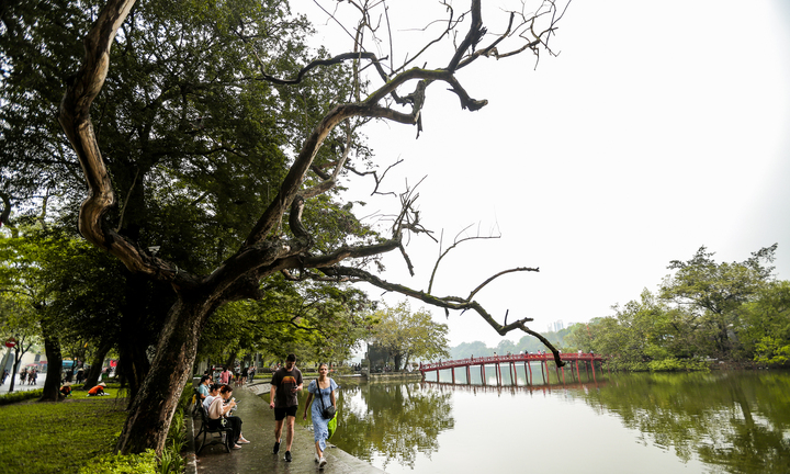 Hà Nội: Cận cảnh 3 cây sưa chết khô, nứt gốc bên hồ Gươm dự kiến sẽ chặt hạ