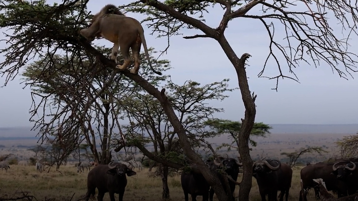 Đàn trâu hoang dã truy đuổi, sư tử phải trốn lên cây