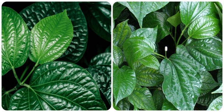 Lá lốt nấu nước uống trị bệnh gì?