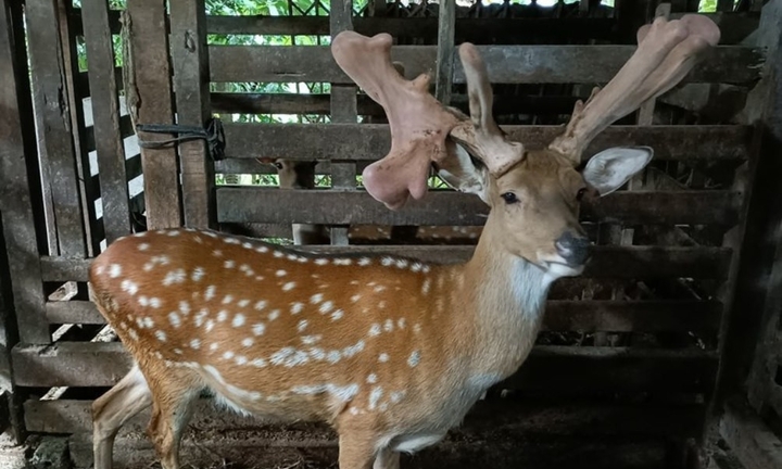 'Hươu vàng' giá nửa tỷ đồng ở Hà Tĩnh kiếm vài trăm triệu cho chủ mỗi năm
