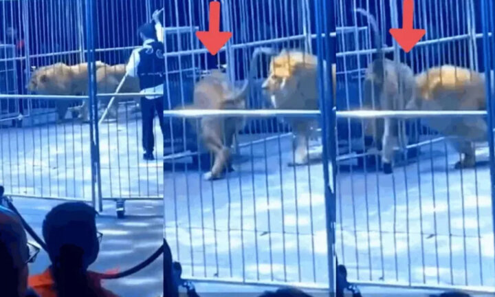 Hai con sư tử xổng khỏi lồng sắt khi đang biểu diễn, khán giả náo loạn 