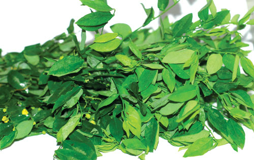 Rau ngót có tác dụng gì?