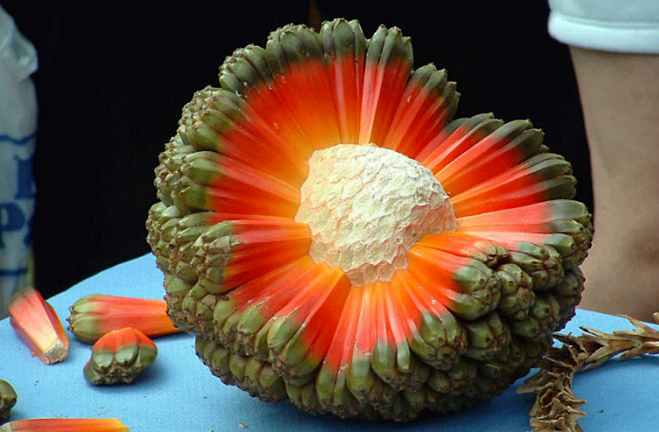 Cây dứa dại có tác dụng gì?