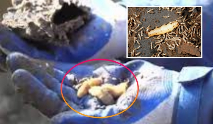 Săn lùng được hang ổ, chuyên gia bắt sống 3 mối chúa ‘thành tinh' cực hiếm