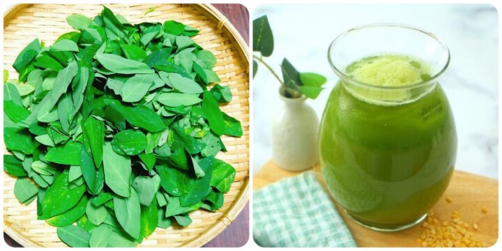 Uống nước rau ngót sống có tốt không?