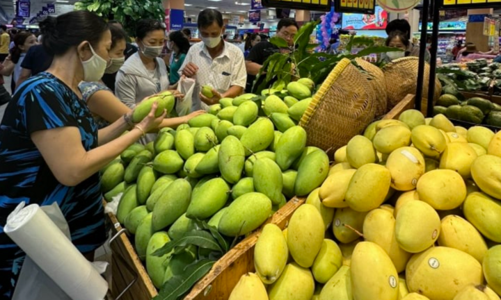 Giá bán siêu tốt, Co.opmart dự ước tiêu thụ hơn 200 tấn xoài Đồng Tháp
