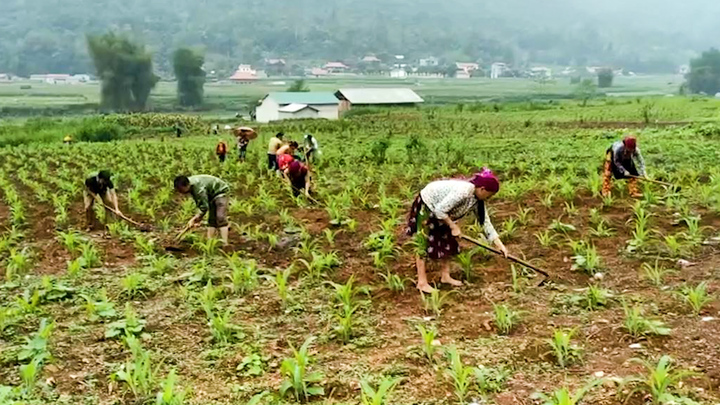 Điều gì biến đất khô cằn nơi địa đầu Tổ quốc thành những mảnh vườn xanh?