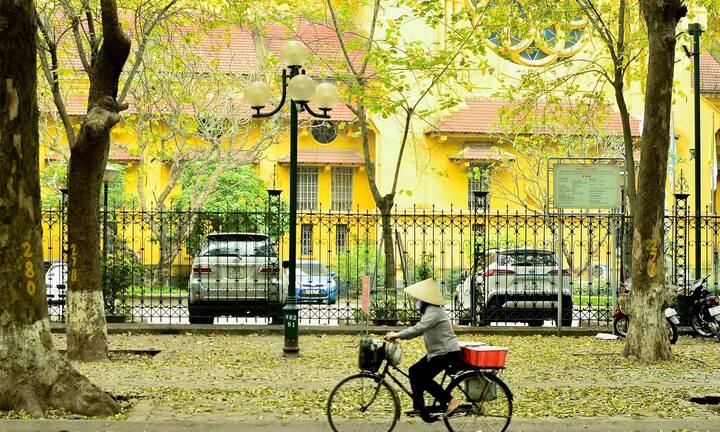 Ngắm con đường lãng mạn nhất Hà Nội rực vàng mùa sấu thay lá