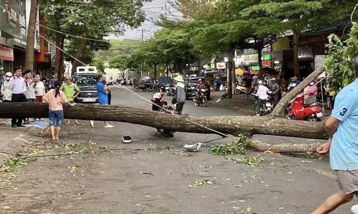 Cây xanh bật gốc đè người phụ nữ đi đường ở Đắk Lắk: Thông tin mới nhất