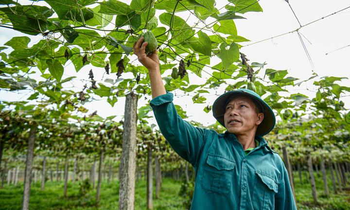 Những mảnh vườn xanh nơi địa đầu Tổ quốc