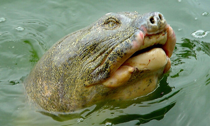 Hà Nội yêu cầu làm rõ nguyên nhân rùa nặng gần 100 kg chết ở hồ Đồng Mô