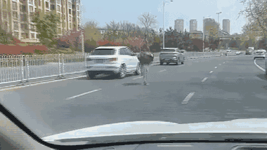 Đà điểu 'chạy đua' với ô tô trên đường phố