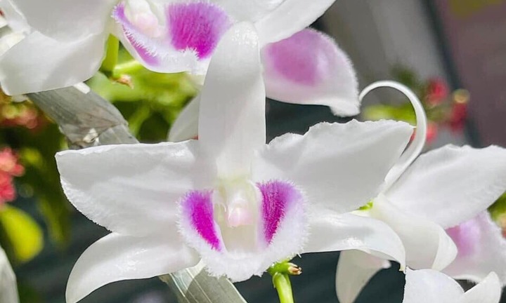 'Bong bóng' vỡ, lan đột biến tiền tỷ giờ rao bán chỉ vài trăm nghìn đồng/chậu