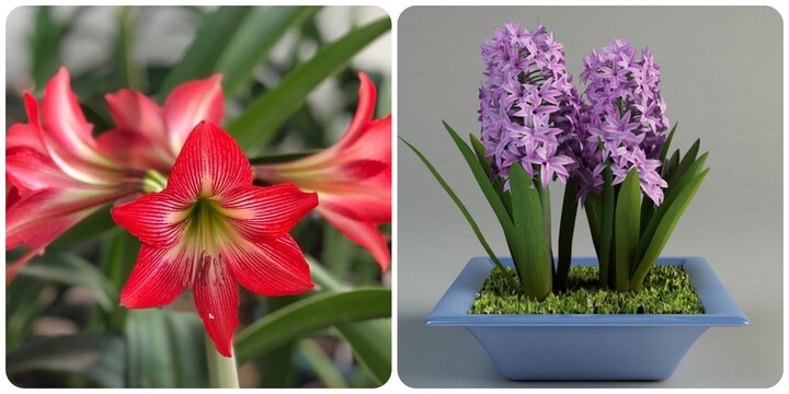 7 loại cây cảnh 'đẹp mà độc' không nên trồng trong nhà