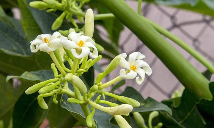 Uống nước sắc lá, hoa đu đủ đực có trị được ung thư? 