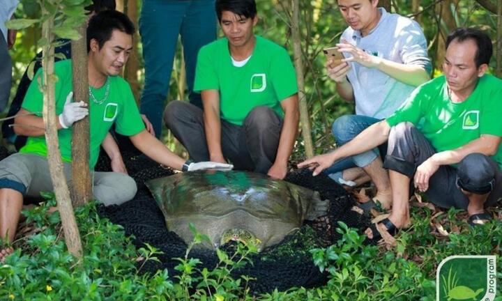 Còn bao nhiêu rùa Hoàn Kiếm trên thế giới và có cách nào để hồi sinh?