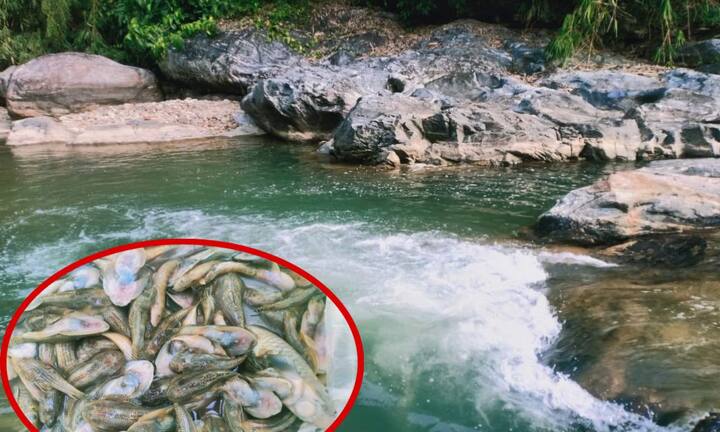 Nước sông Bươu ở huyện vùng cao Quảng Nam ngả màu vàng đục, cá chết hàng loạt