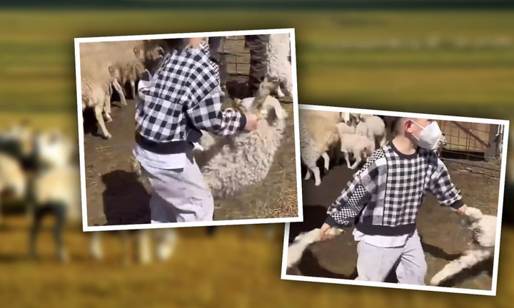 Cậu bé 5 tuổi nổi tiếng sau clip một tay bắt cừu thuần thục 