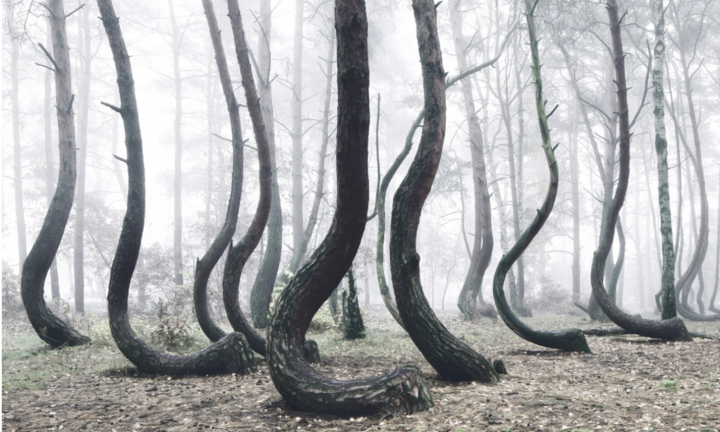 Cận cảnh khu rừng có hàng trăm gốc cây bị uốn cong 90 độ một cách khó hiểu
