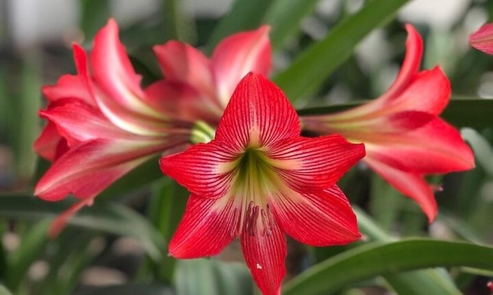 5 loại hoa đẹp nhưng rất độc, tuyệt đối không bày trong nhà