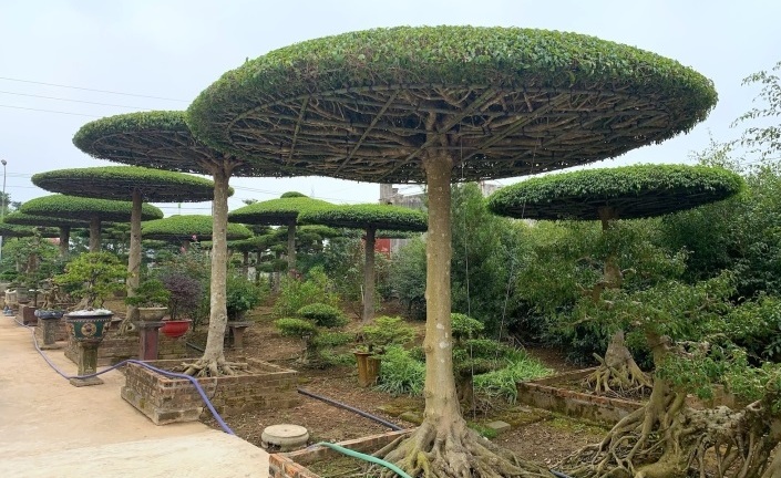 Những làng cây cảnh nổi tiếng, thu nhập đáng ngưỡng mộ ở Việt Nam