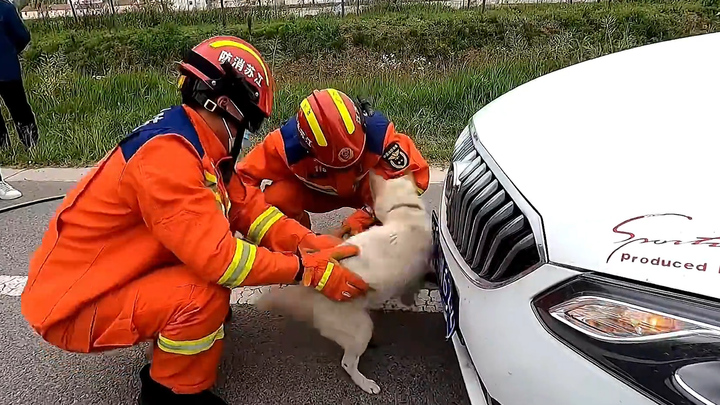 Tai nạn hy hữu, chú chó kẹt đầu vào cản trước ô tô