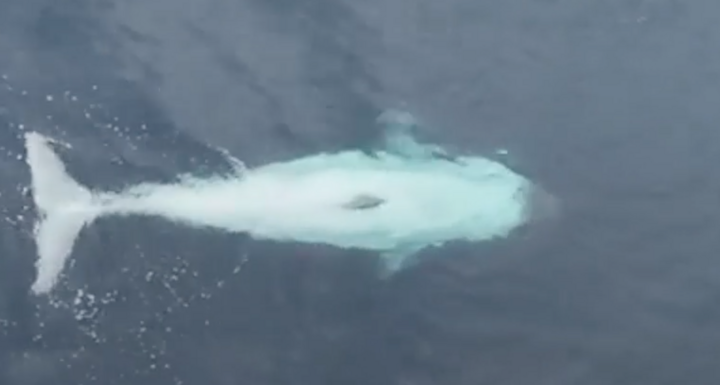 Cận cảnh cá kình trắng cực hiếm ngoài khơi bờ biển California