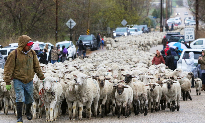 Đàn cừu 2.500 con 'diễu hành' trên cao tốc