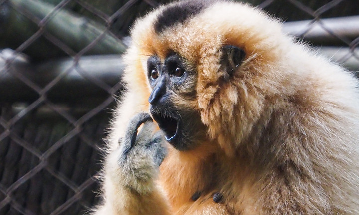 Cận cảnh vượn đen má hung quý hiếm giữa rừng Cúc Phương