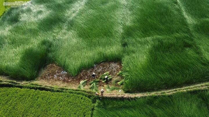 Chiêm ngưỡng cánh đồng cói thơ mộng ở Bình Định