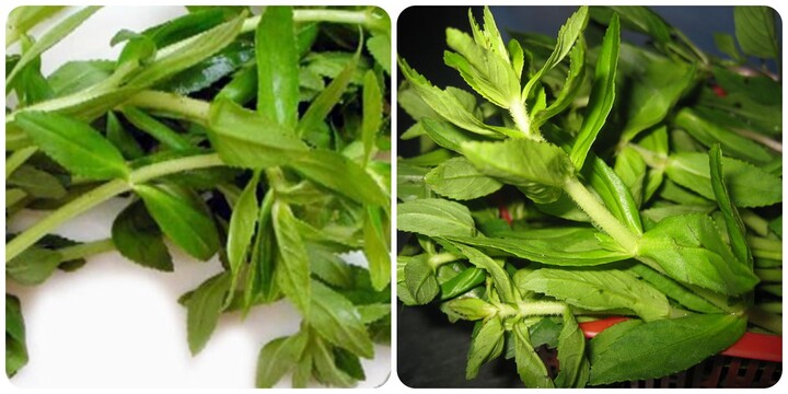 Rau ngổ chữa bệnh gì?