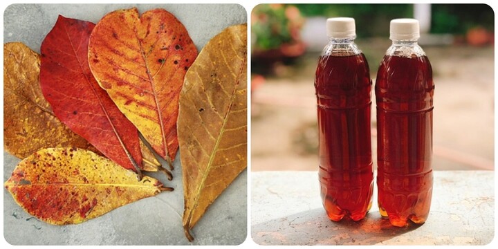 Uống nước lá bàng có tác dụng gì?