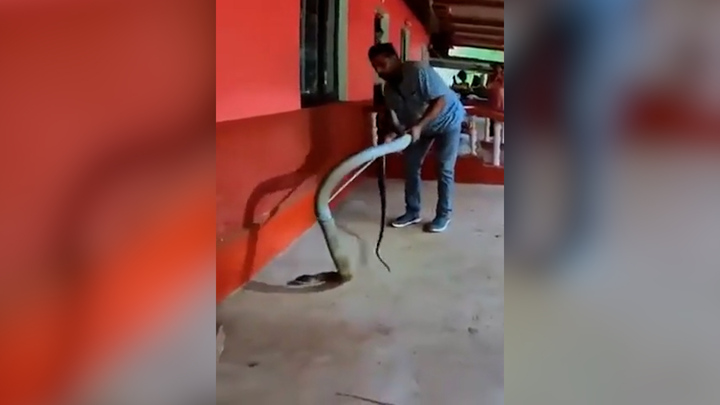 Người đàn ông tay không bắt rắn hổ mang chúa dài 4,5m