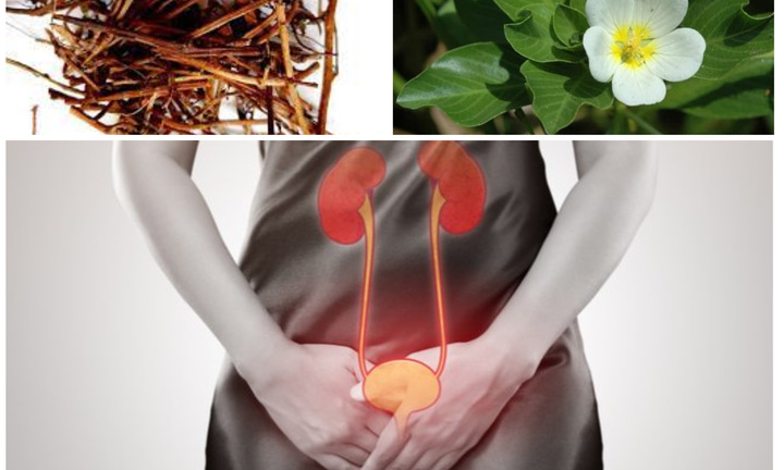 Rau dừa nước có tác dụng gì?