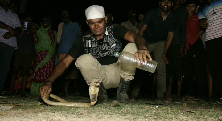 Người đàn ông mạo hiểm dùng tay không giải cứu rắn hổ mang 