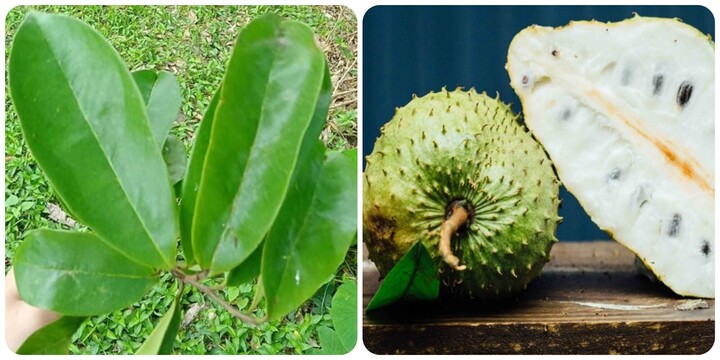 Lá mãng cầu xiêm có tác dụng gì?