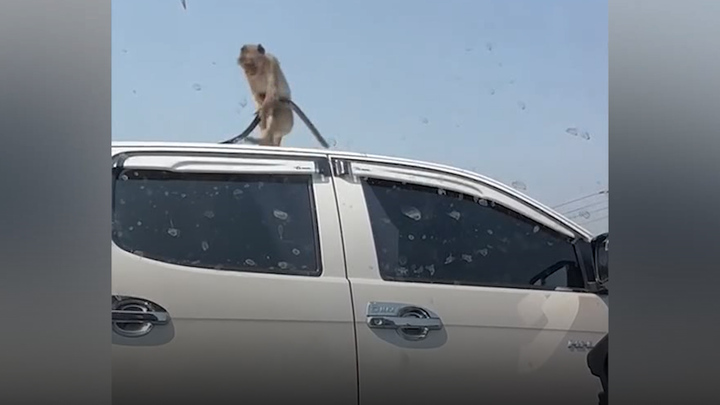 Khỉ hoang xé toạc viền cao su xe bán tải