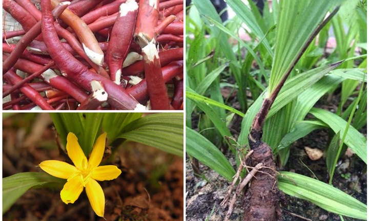 Sâm cau - vị thuốc quý của mọi nhà