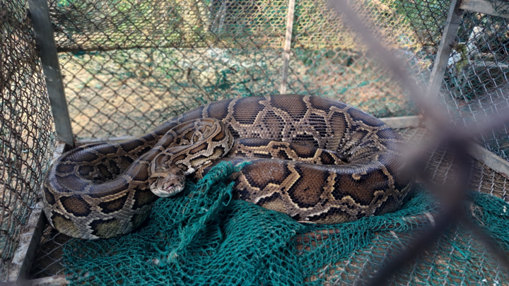 Trăn đất 40 kg nuốt chửng bê con 2 tháng tuổi ở Hà Tĩnh