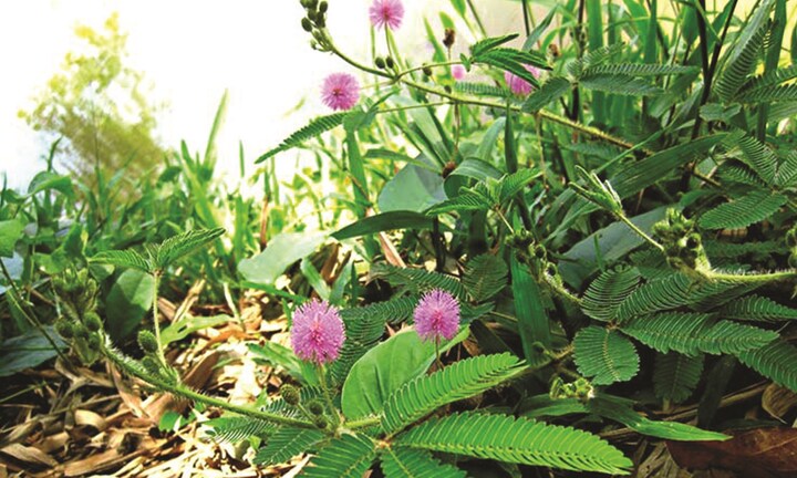 Cây xấu hổ chữa bệnh gì?